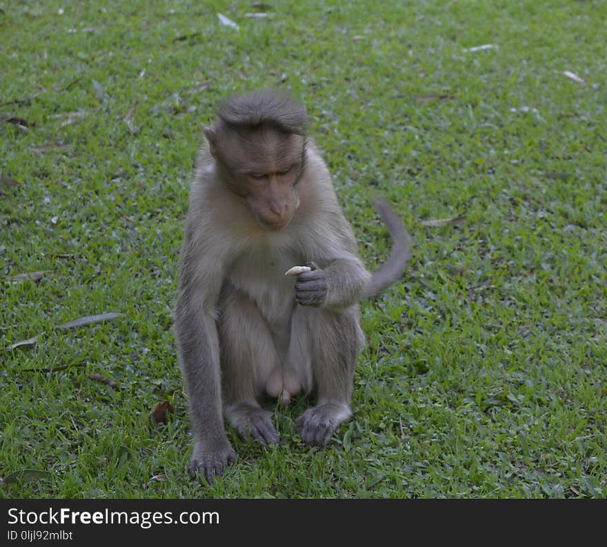 Macaque, Fauna, Primate, Wildlife