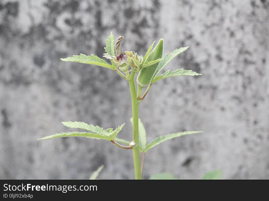 Plant, Leaf, Flora, Plant Stem