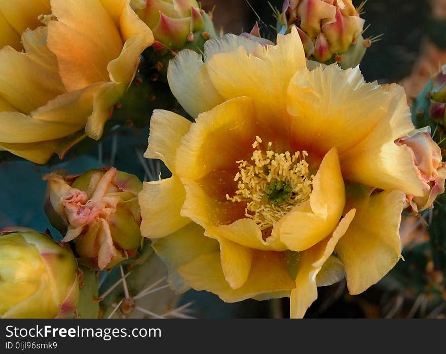 Flowering Plant, Yellow, Plant, Prickly Pear