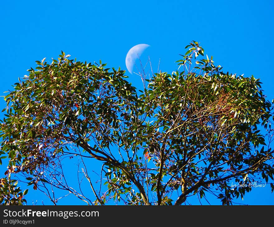 Sky, Tree, Branch, Leaf