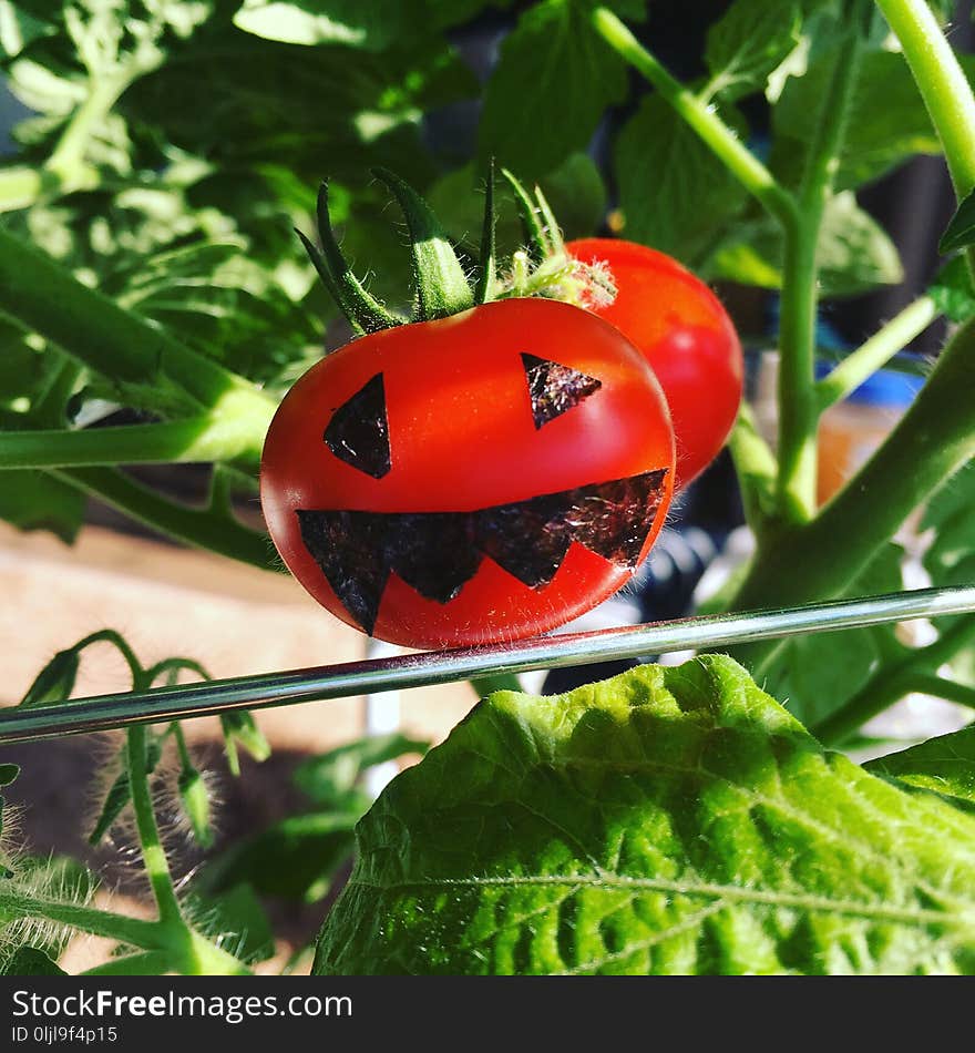 Tomato, Insect, Leaf, Potato And Tomato Genus