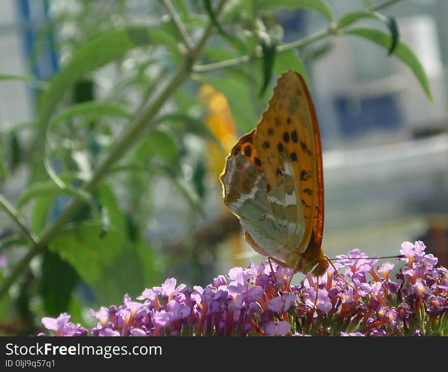 Butterfly, Moths And Butterflies, Insect, Brush Footed Butterfly