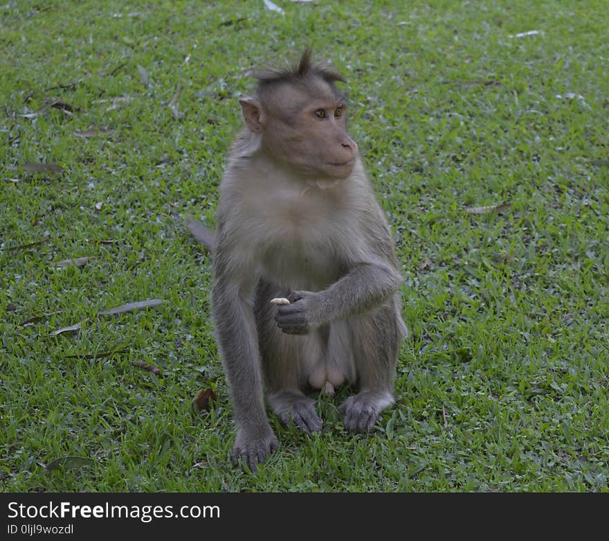 Macaque, Mammal, Fauna, Primate