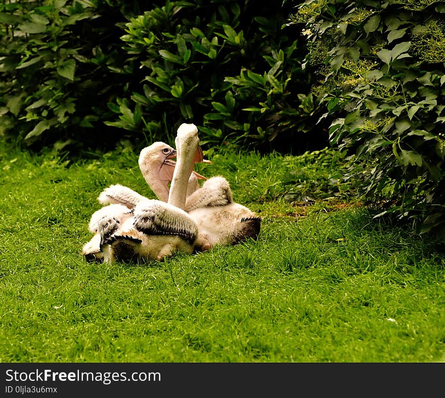 Fauna, Grass, Bird, Water Bird