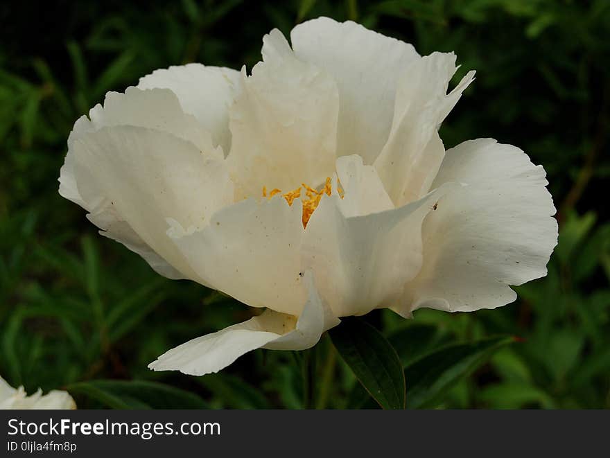 Flower, White, Plant, Wildflower