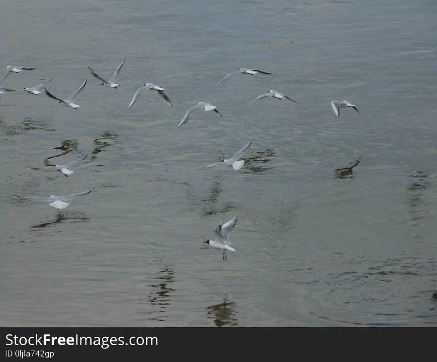 Flock, Bird, Seabird, Gull