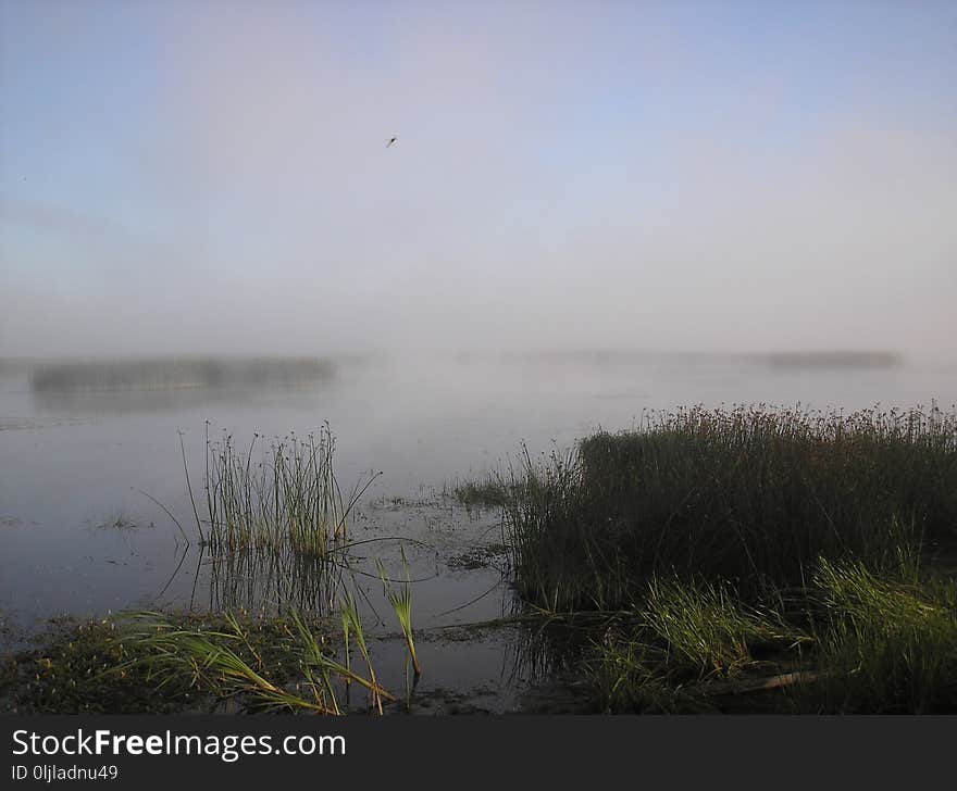 Fog, Mist, Wetland, Sky