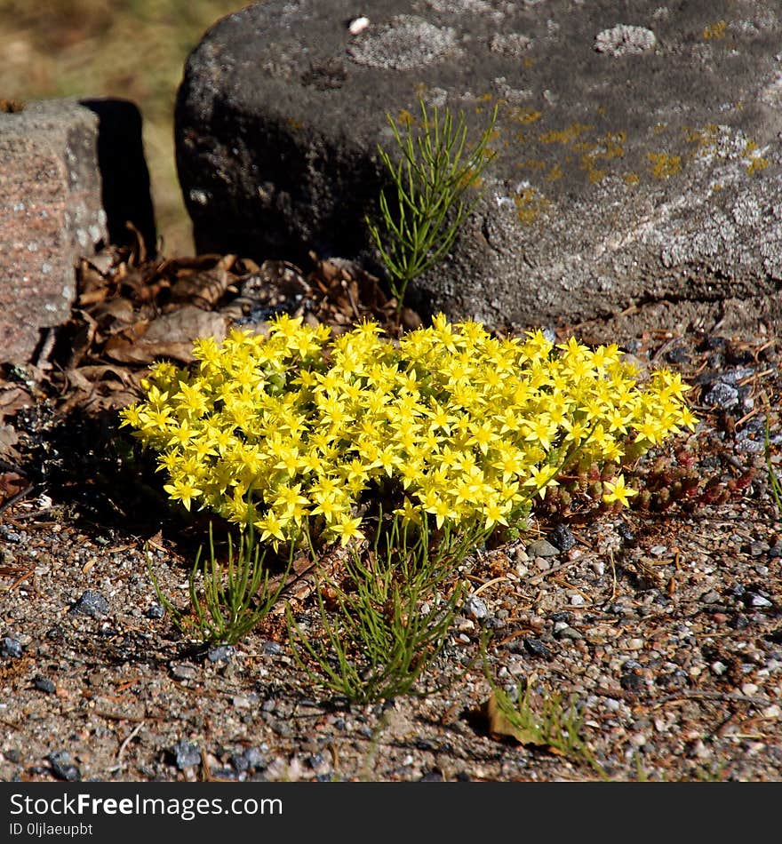 Plant, Flora, Yellow, Flower