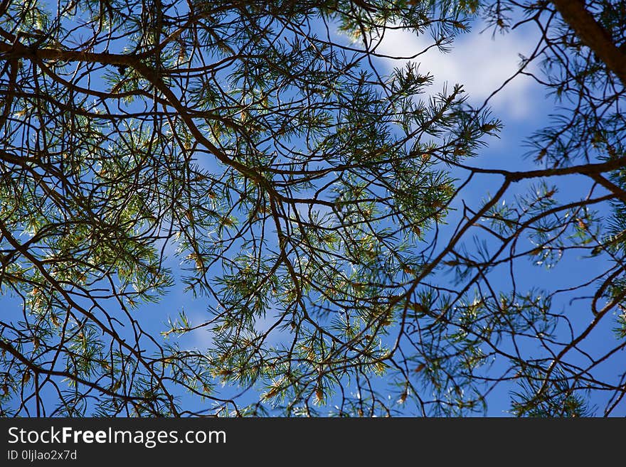 Branch, Sky, Tree, Leaf