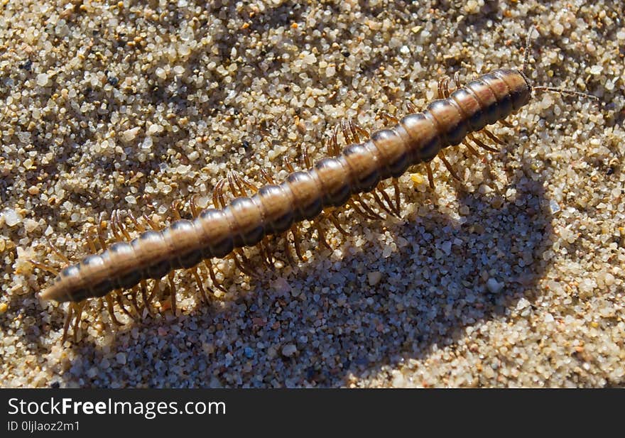 Invertebrate, Ringed Worm, Organism, Soil