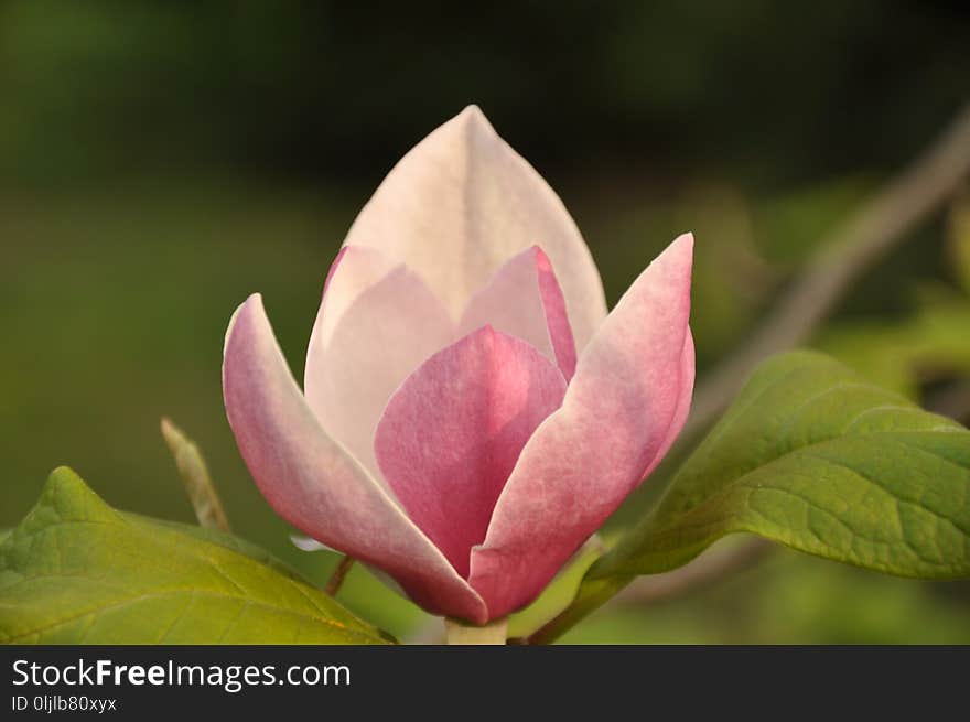 Flower, Plant, Flora, Close Up