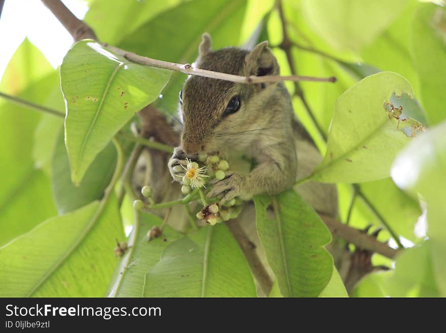 Squirrel, Fauna, Mammal, Wildlife