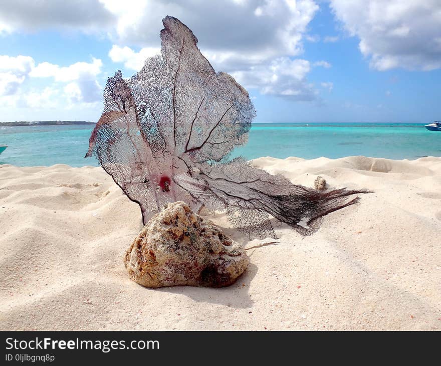 Shore, Coastal And Oceanic Landforms, Coast, Rock