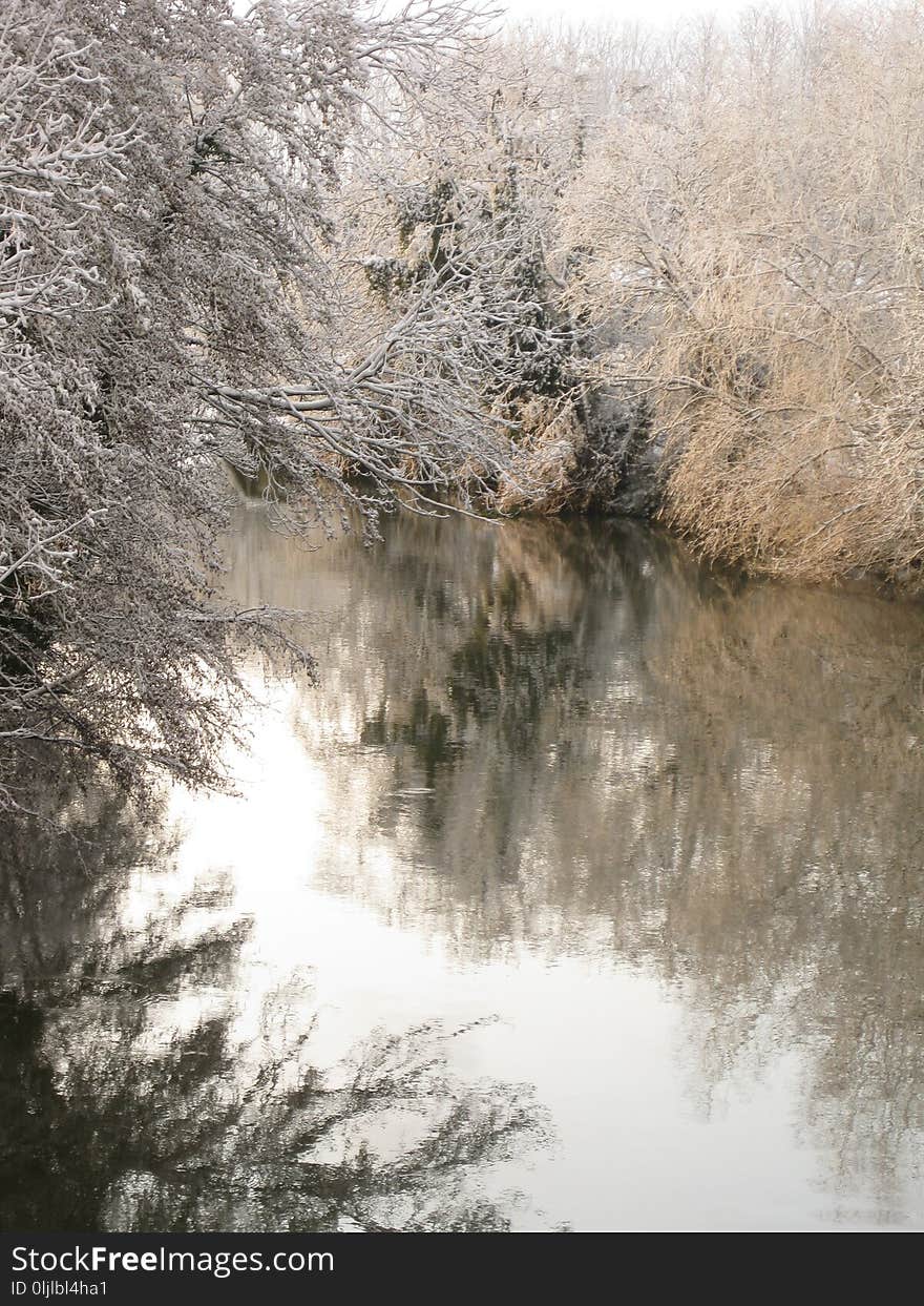 Reflection, Water, Waterway, Tree