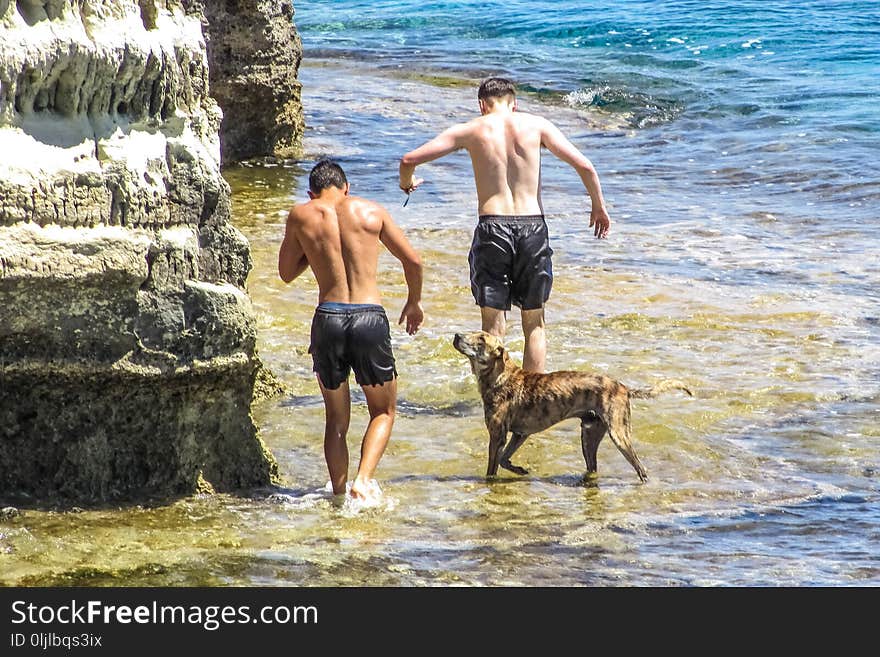 Dog, Beach, Fun, Vacation