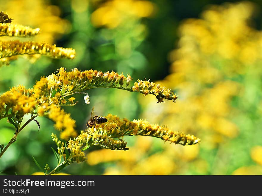 Membrane Winged Insect, Close Up, Honey Bee, Pollen