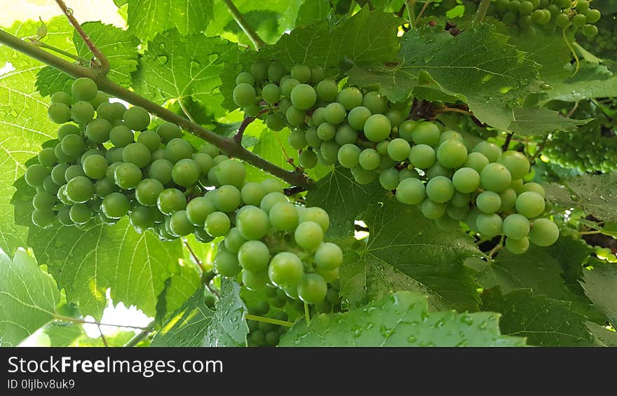 Grape, Grapevine Family, Seedless Fruit, Fruit