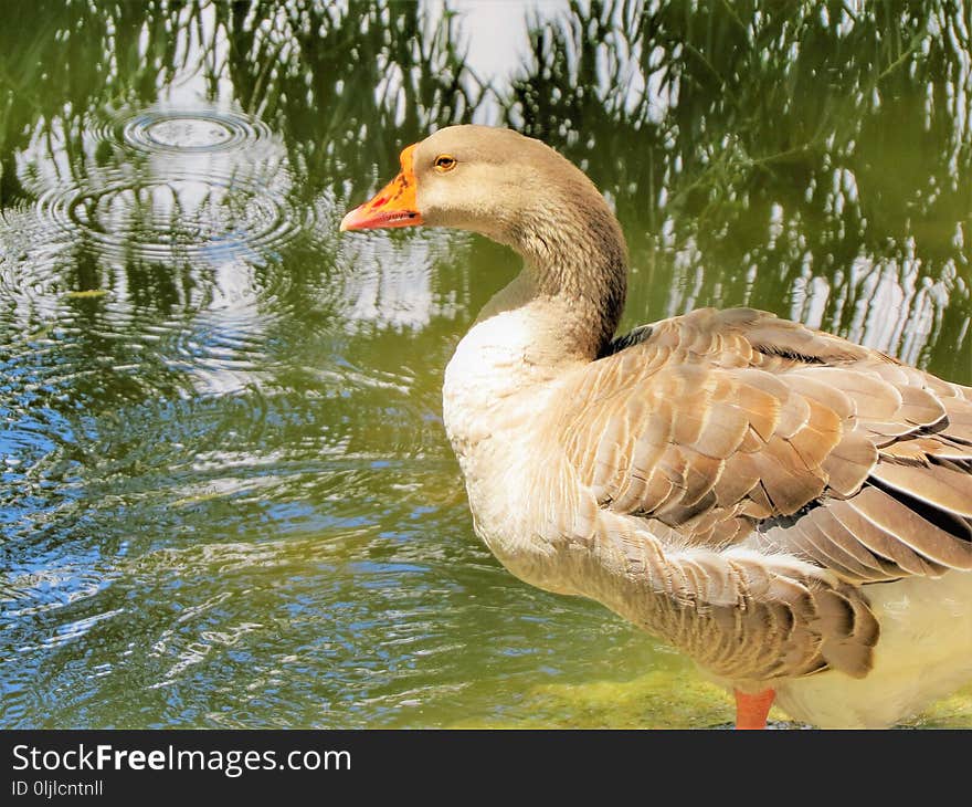 Bird, Water Bird, Goose, Ducks Geese And Swans