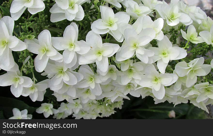 Flower, Plant, Hydrangea, Flowering Plant