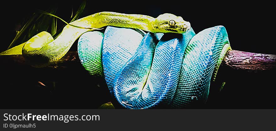 Beautiful and colorfull snake on a branch, blue, green. Beautiful and colorfull snake on a branch, blue, green