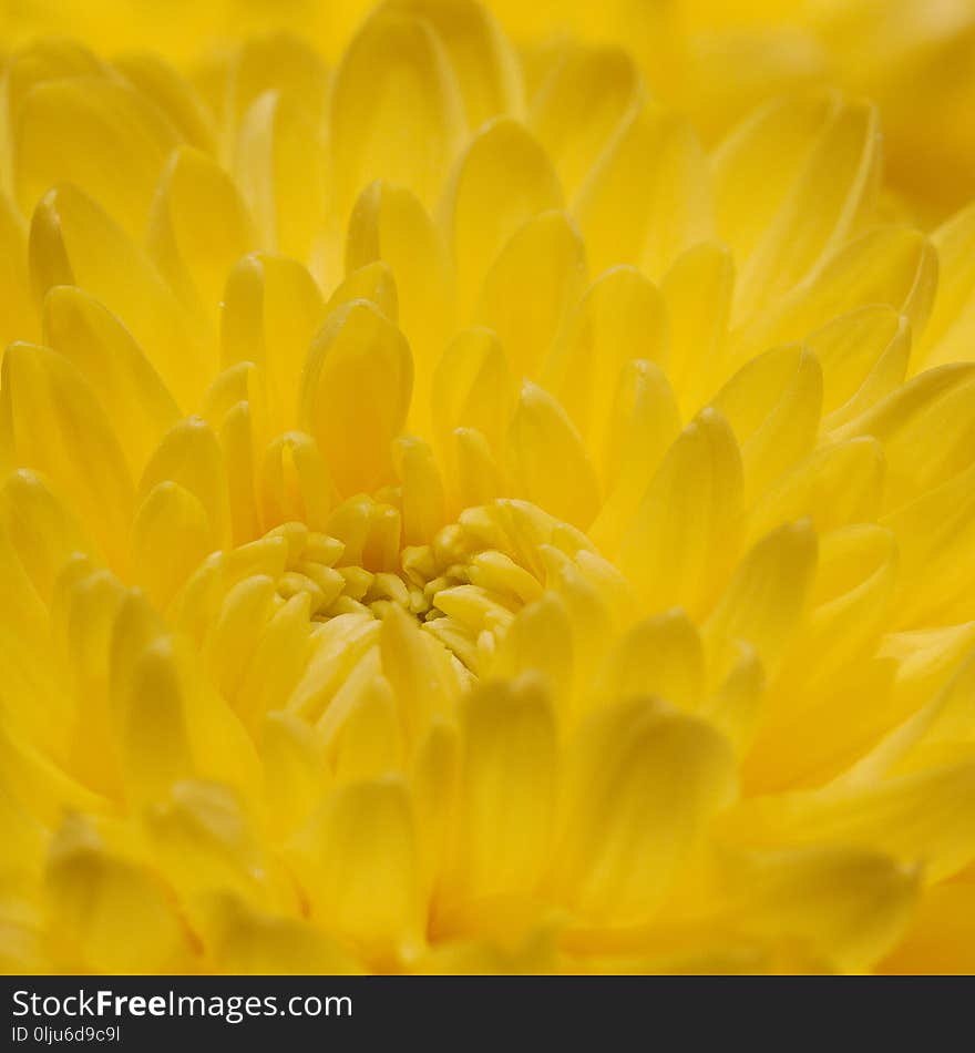 Yellow aster, close-up