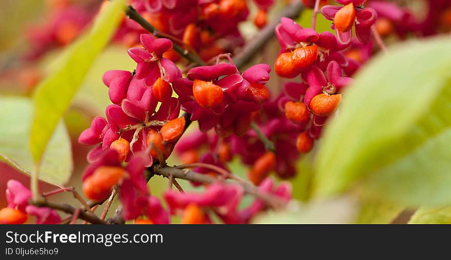 Beautiful Branch Of Spindle With Flowers