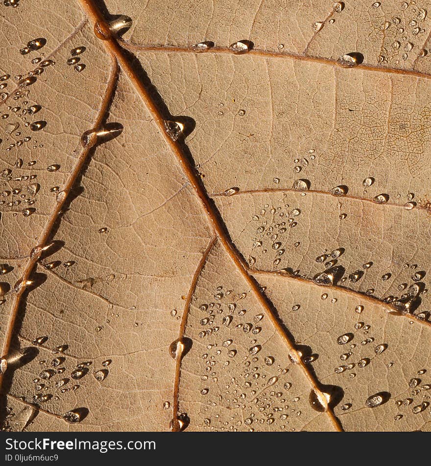 Brown oak leaf with drops of dew