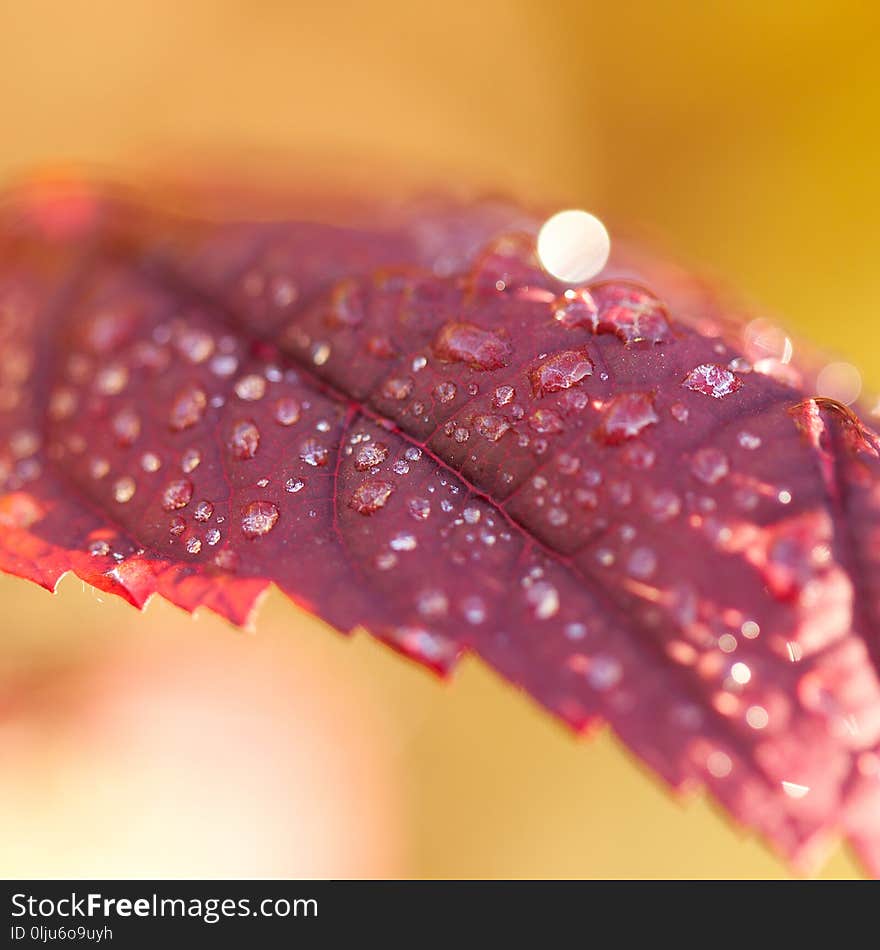 Burgundy leaf with drops of dew