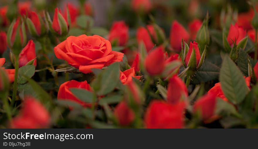 Red roses with buds