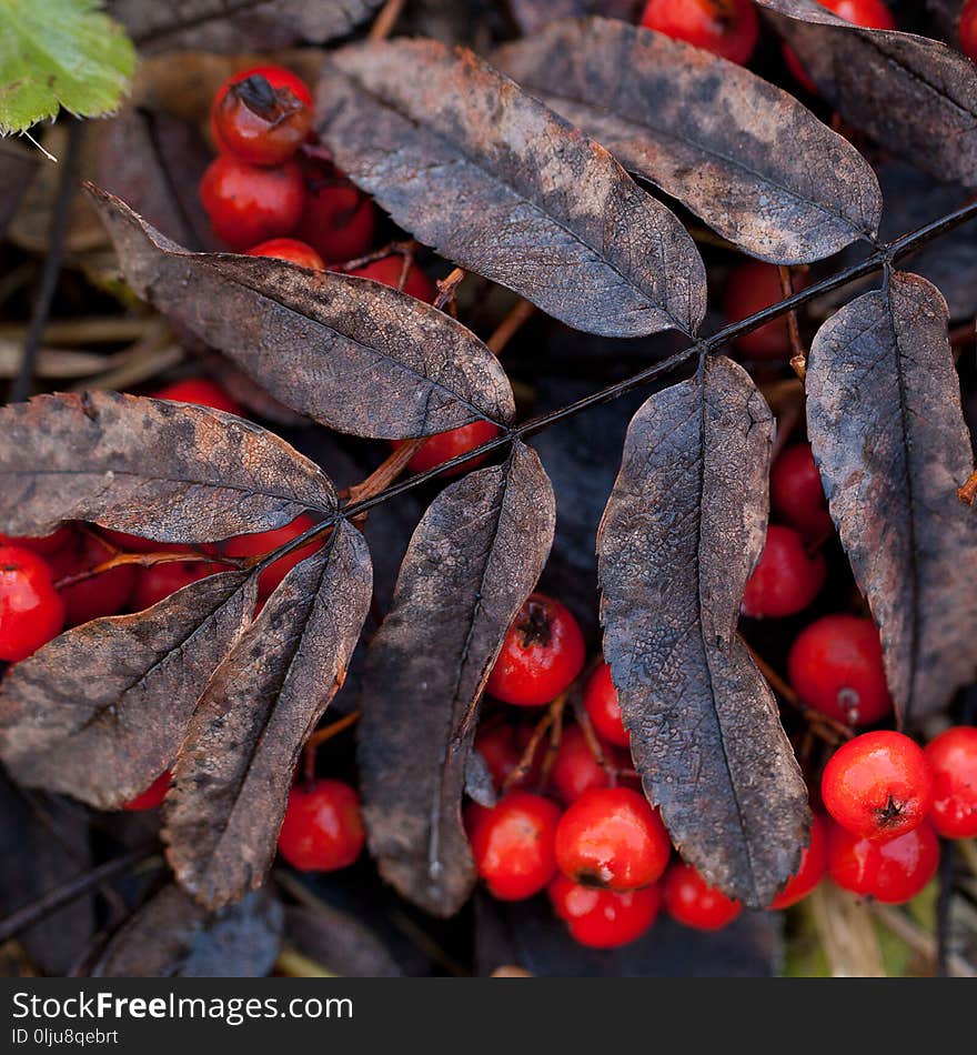 Dry Leaf Ashberry In The Frost