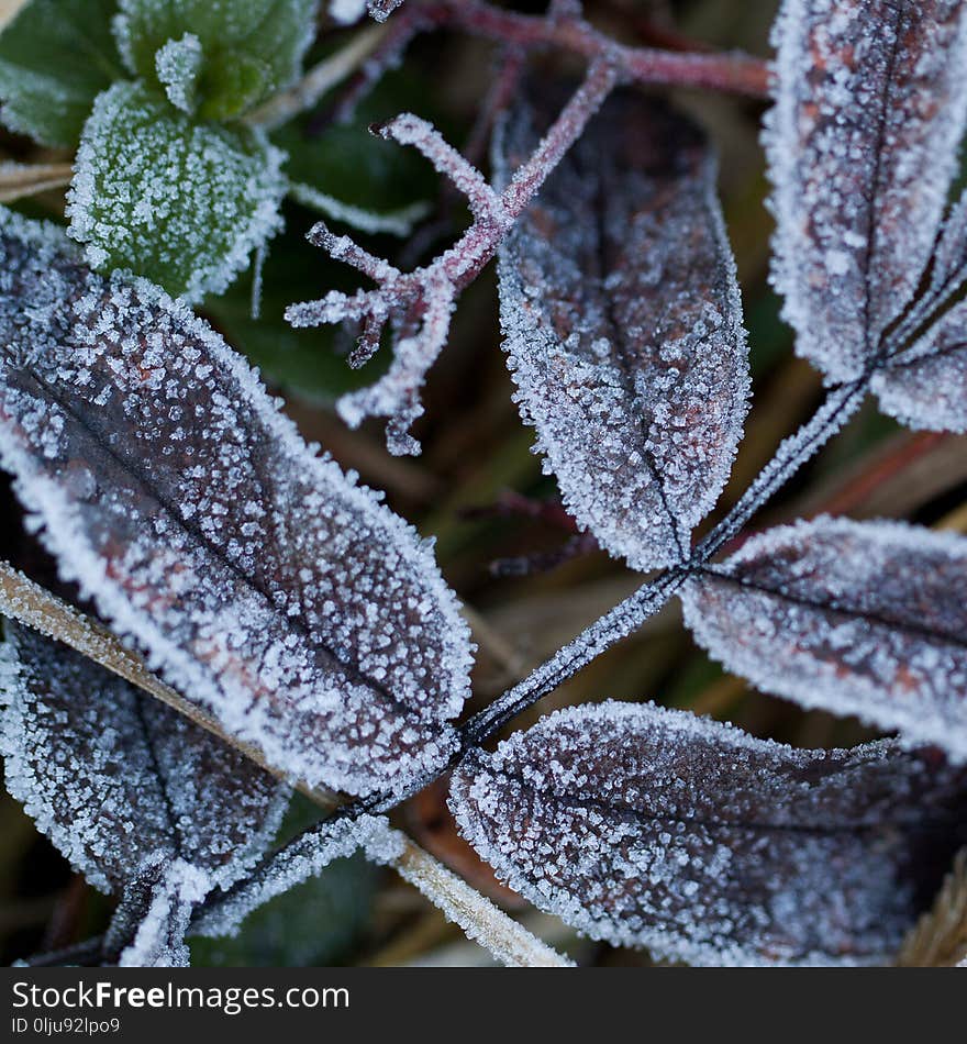 Leaf in frost in the autumn park or in the forest