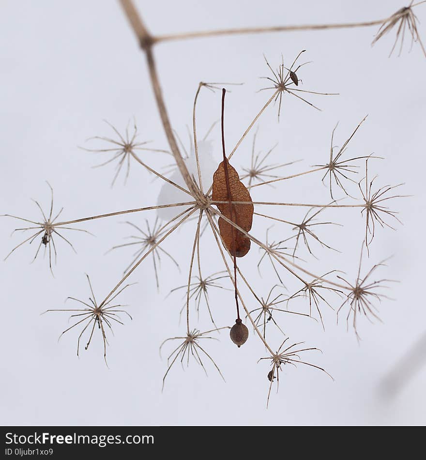 Dry plant and tangled linden seeds in the snow