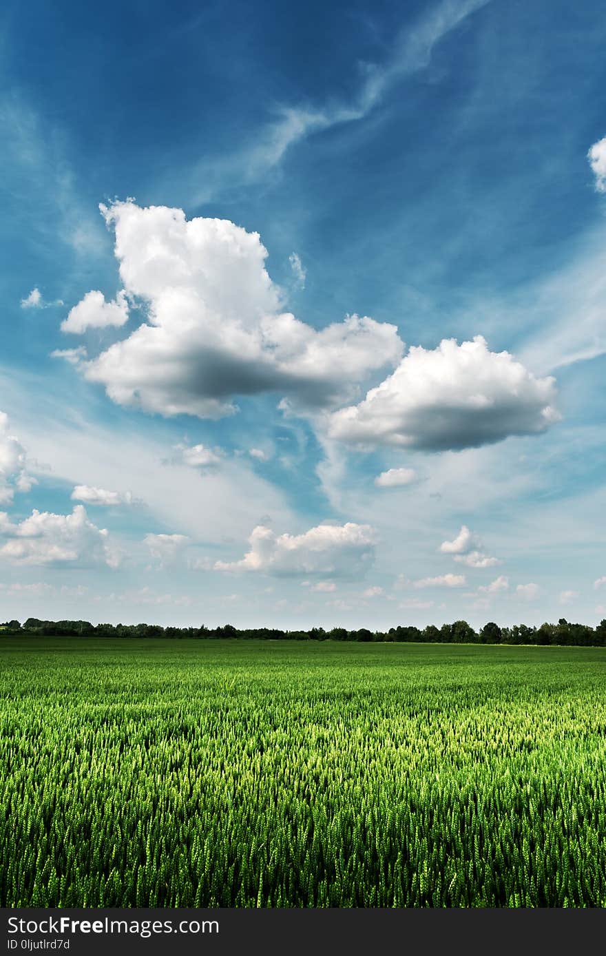 Green wheat field against the blue sky