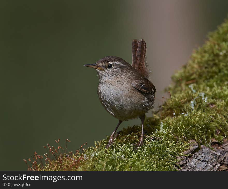 Eurasian wren in its natural habitat in Denmark. Eurasian wren in its natural habitat in Denmark