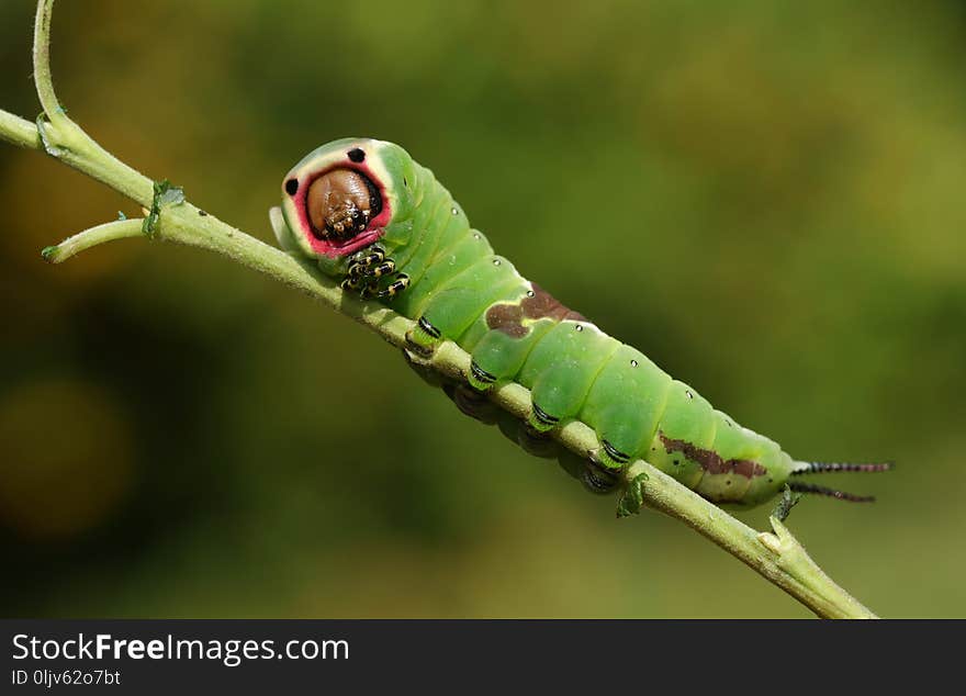 A stunning Puss Moth Caterpillar Cerura vinulais perching on a twig in woodland .