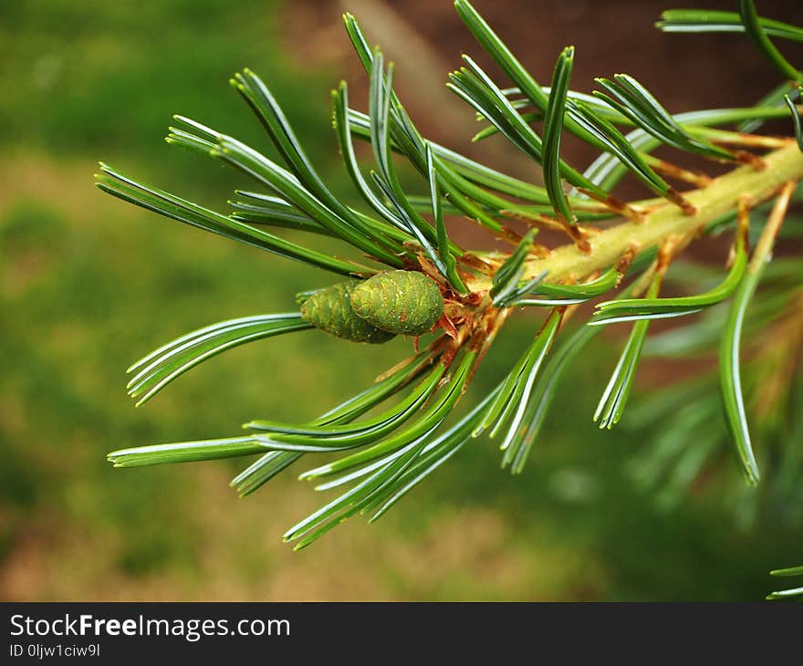 Two green cones developing on the end of a pine tree branch. Two green cones developing on the end of a pine tree branch