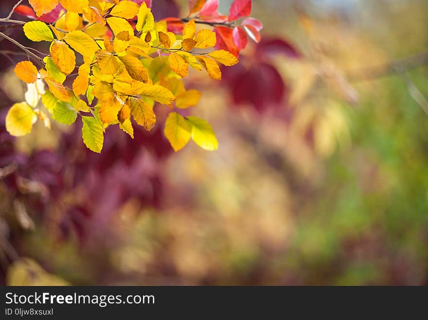 Soft autumn background with bright leaves, nature wallpaper, selective foucs. Soft autumn background with bright leaves, nature wallpaper, selective foucs