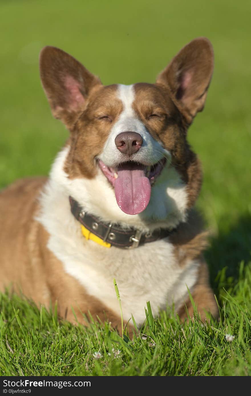 Red and white welsh corgi cardigan on a background of green grasses