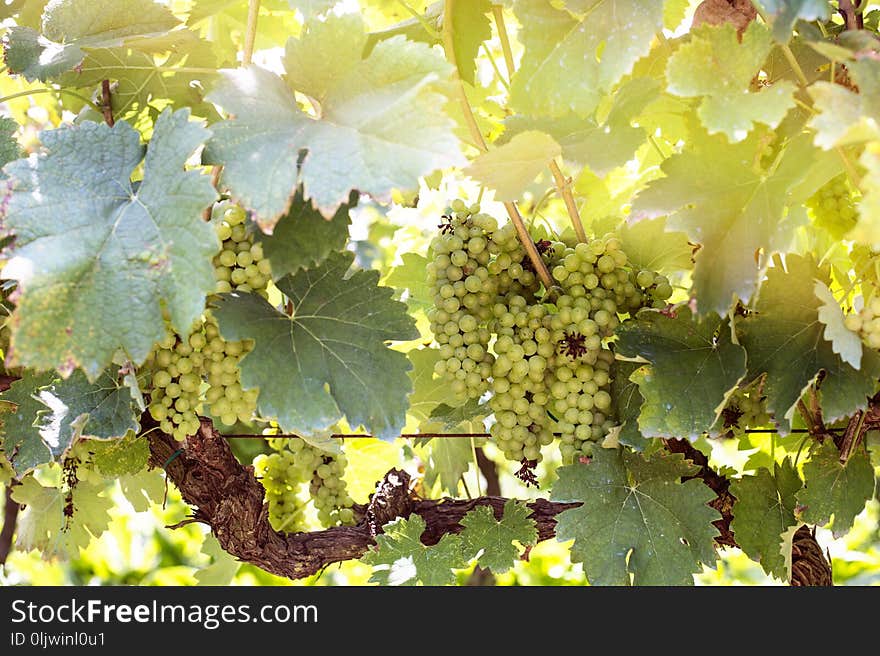 Grapes harvest in vineyard in Tirana countryside Albania. Grapes harvest in vineyard in Tirana countryside Albania