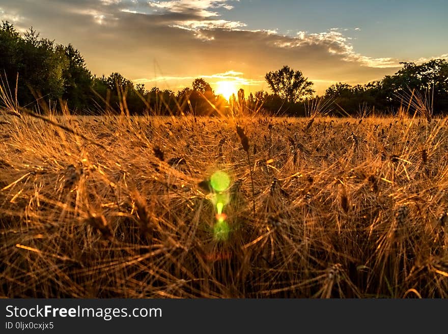 Sunset over the wheat field. Golden hour and field with grain.