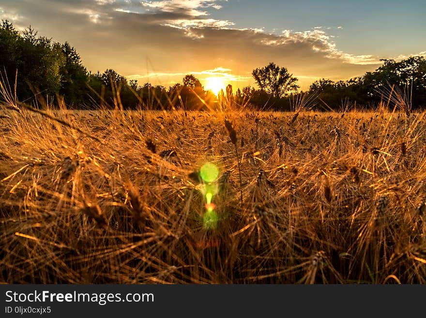 Golden hour and field with grain