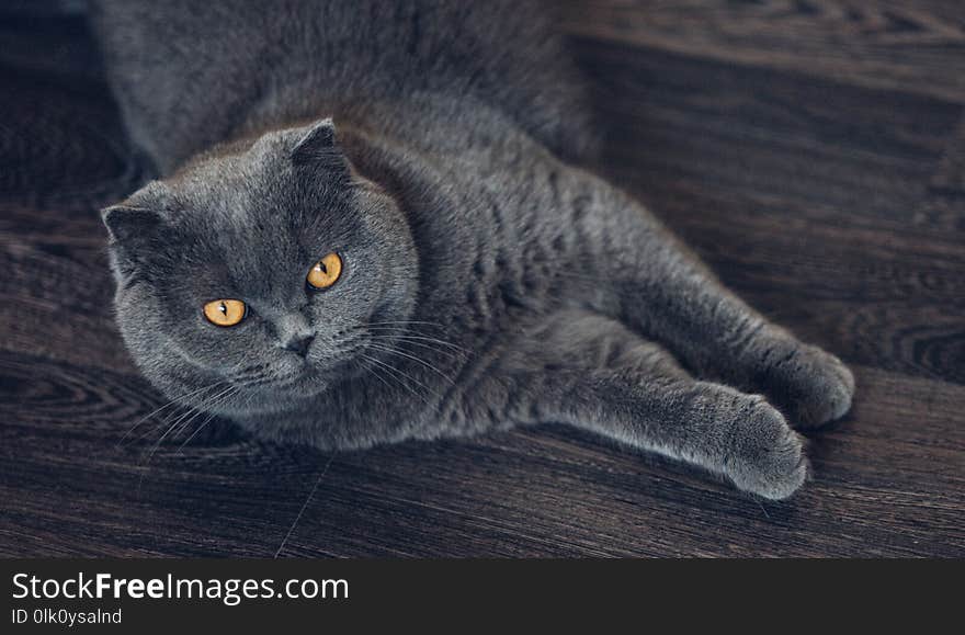 Scottish Fold cat lying on the floor