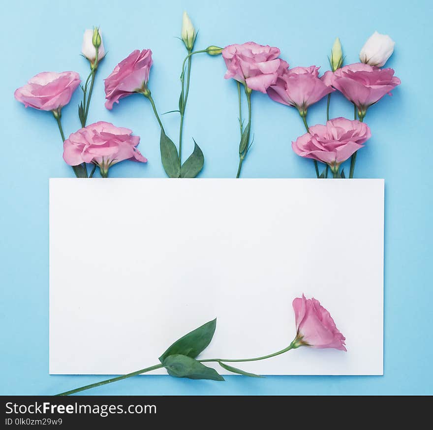 Flowers composition. Wreath made of pink flowers with white paper card on blue background. Flat lay, top view, copy space.