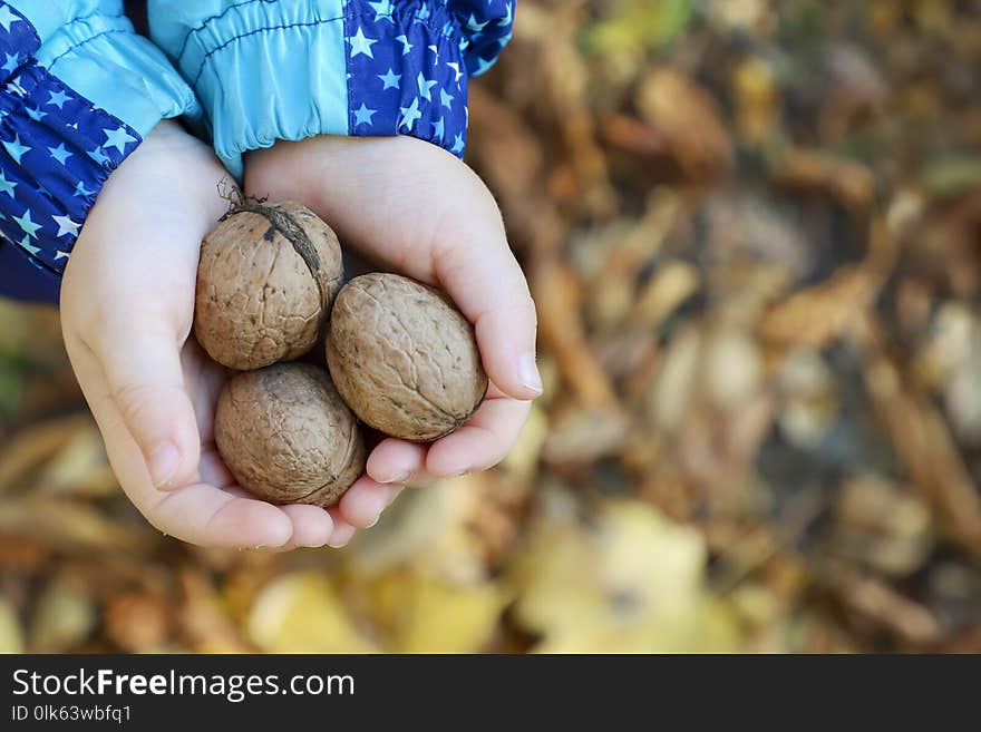 Child Holding A Handful Of Walnuts In Open Palms.