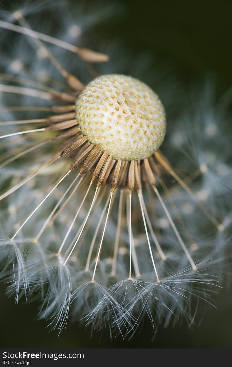 White dandelion close-up on a flower bed