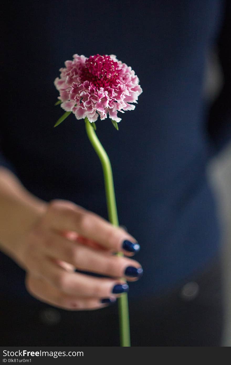 One scabiozy pink flower in the right hand on a dark background. One scabiozy pink flower in the right hand on a dark background