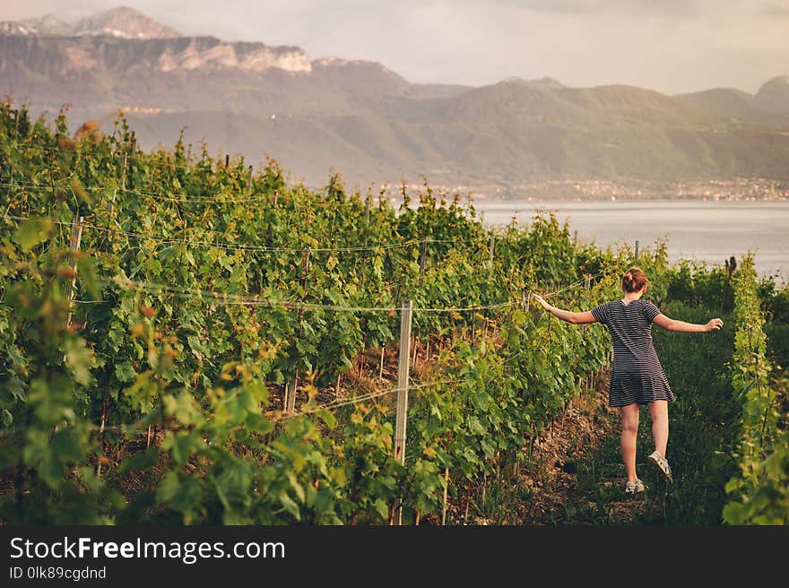 Summer portrait of a cute little girl in vineyard at sunset, admiring lake Geneva and mountains in Haute-Savoie, Auvergne-Rhone-Alpes region. Summer portrait of a cute little girl in vineyard at sunset, admiring lake Geneva and mountains in Haute-Savoie, Auvergne-Rhone-Alpes region