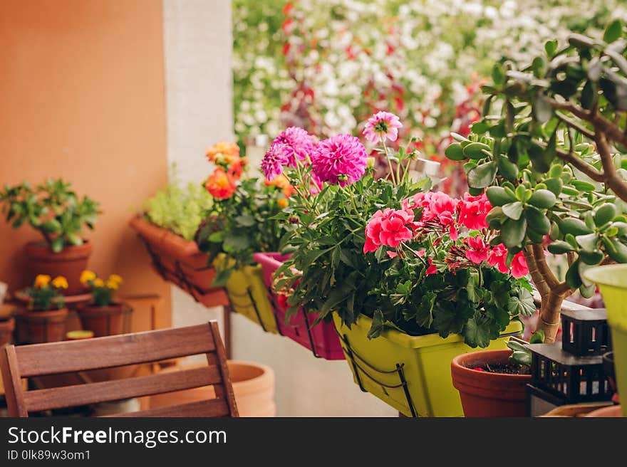 Colorful flowers growing in pots on the balcony