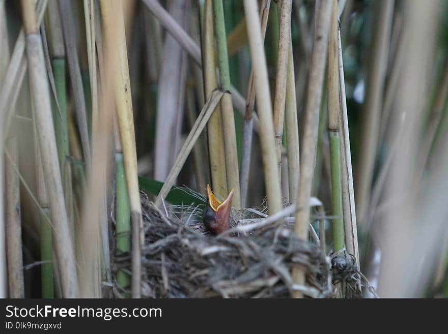 Grass Family, Grass, Plant, Twig