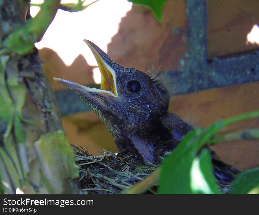 Bird, Fauna, Beak, Organism